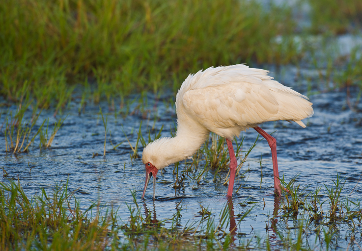 Image of African Spoonbill