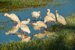 Image of African Spoonbill