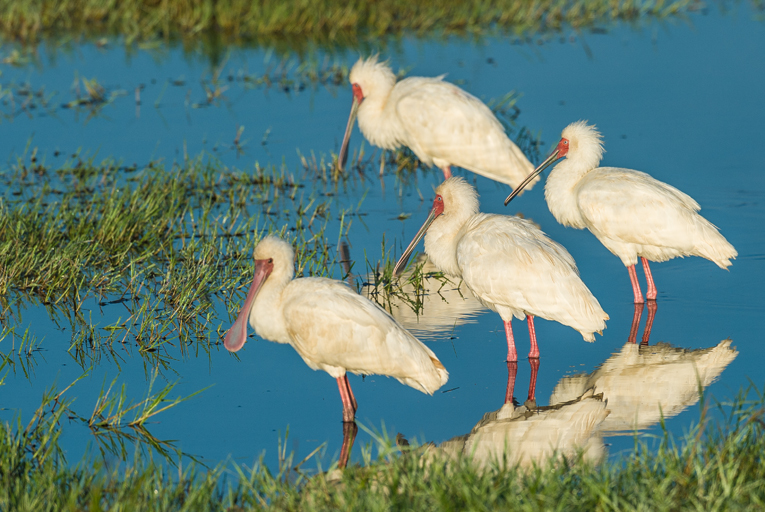 Image of African Spoonbill