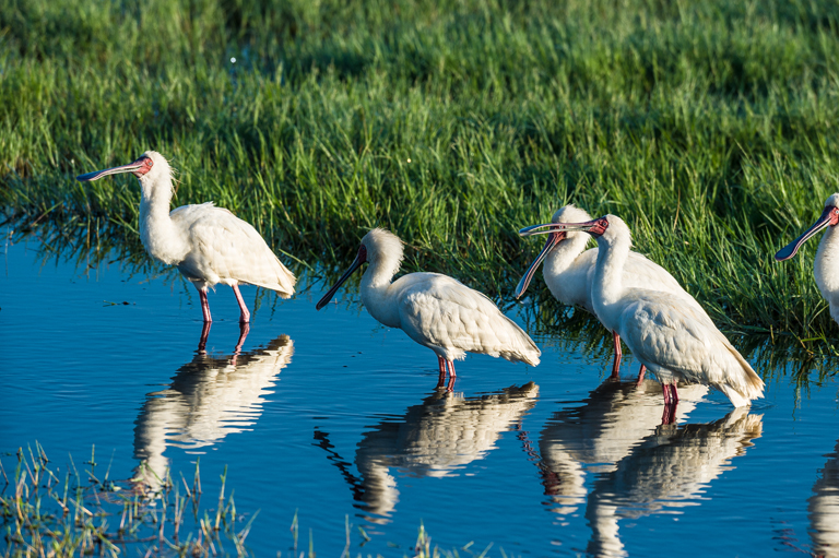 Image of African Spoonbill