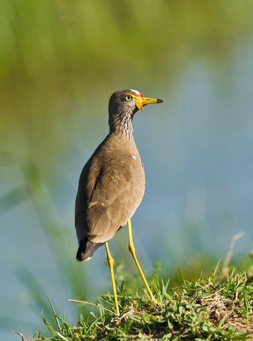 Image of African Wattled Lapwing