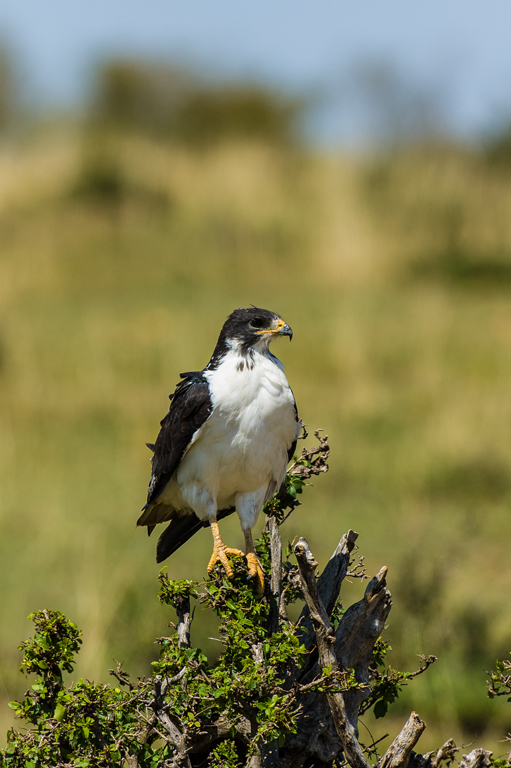 Image of Augur Buzzard