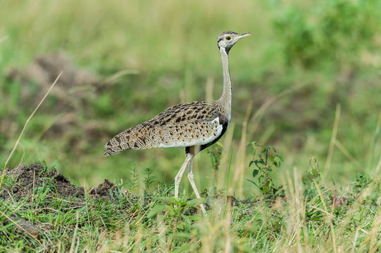 Image of Black-bellied Bustard