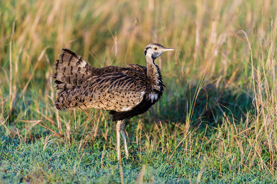 Image of Black-bellied Bustard