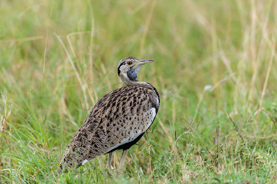 Image of Black-bellied Bustard