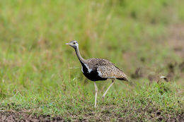 Image of Black-bellied Bustard