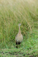 Image of Black-bellied Bustard