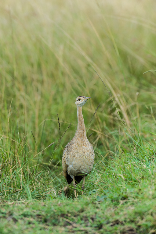 Image of Black-bellied Bustard