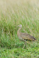 Image of Black-bellied Bustard