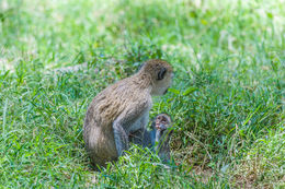 Image of Vervet Monkey