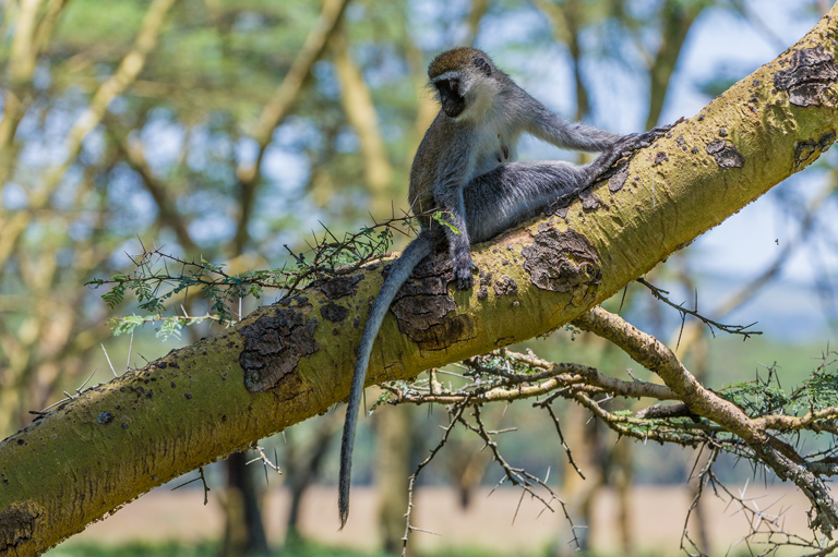 Image of Vervet Monkey