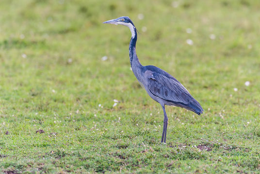 Image of Black-headed Heron