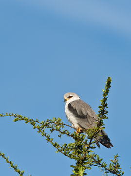 Image of Black-shouldered Kite