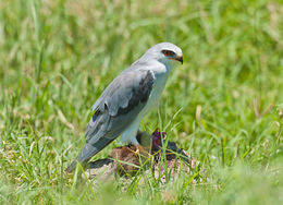 Image of Black-shouldered Kite