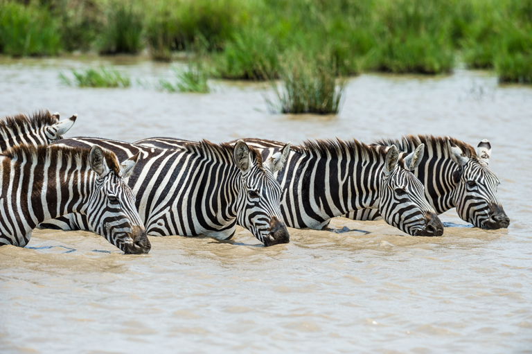 Image of Grant's zebra