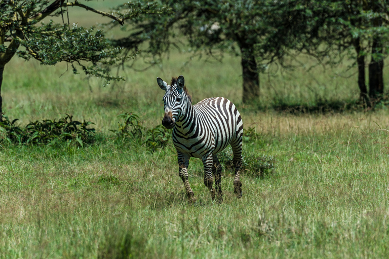 Image of Grant's zebra