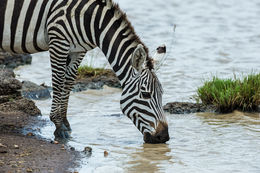 Image of Grant's zebra