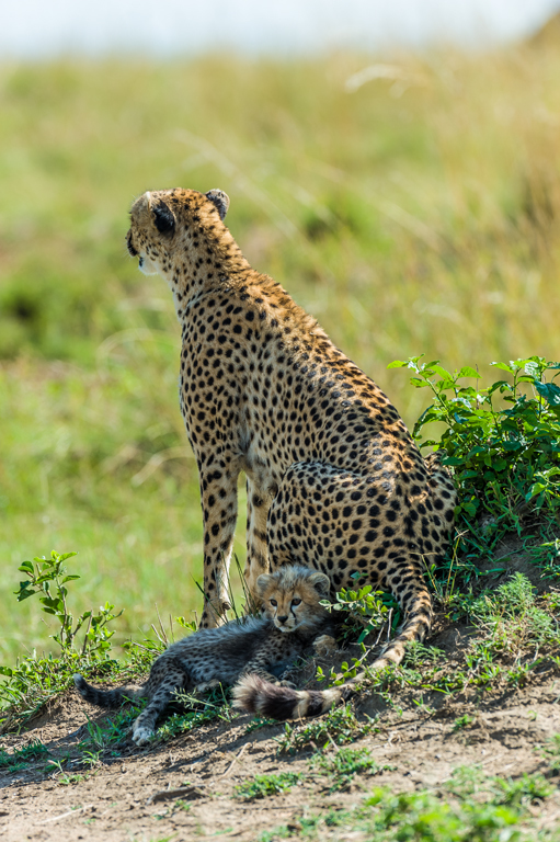 Image of cheetah