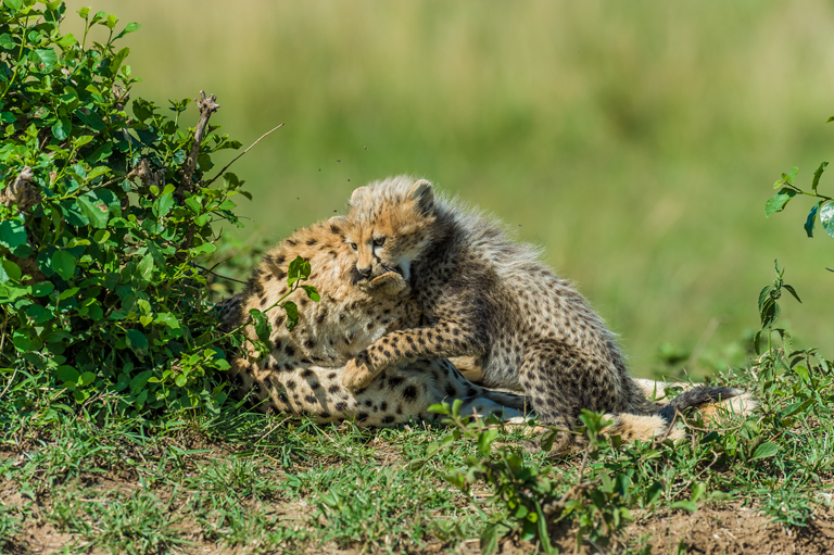 Image of cheetah