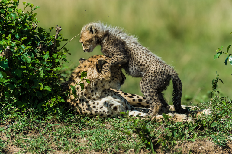 Image of cheetah