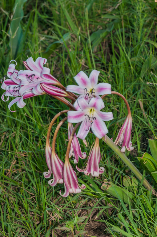 Image of pyjama lily