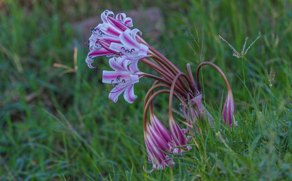 Imagem de Crinum macowanii Baker