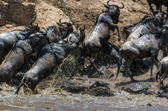 Image of Western white-bearded Wildebeest