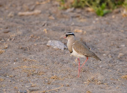 صورة Vanellus coronatus (Boddaert 1783)