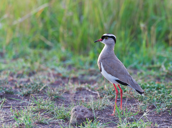 صورة Vanellus coronatus (Boddaert 1783)