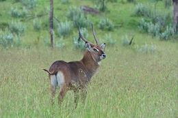 Image of Defassa Waterbuck