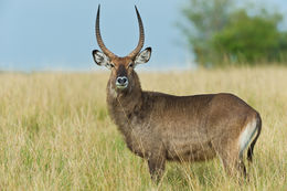 Image of Defassa Waterbuck