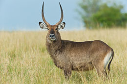 Image of Defassa Waterbuck