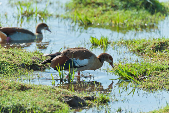 Image of Egyptian Goose