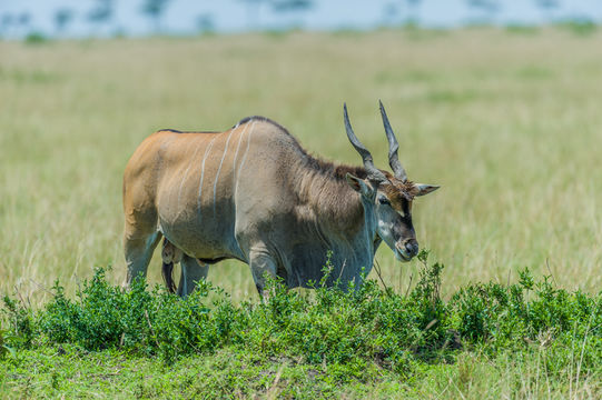 Image of Eland