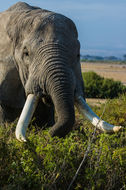 Image of African bush elephant