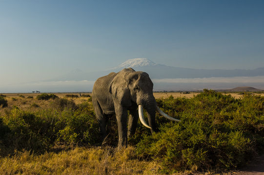 Image of African bush elephant