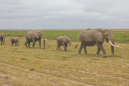 Image of African bush elephant