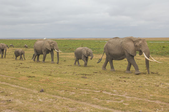 Image of African bush elephant