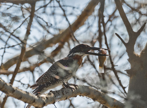 Image of Giant Kingfisher