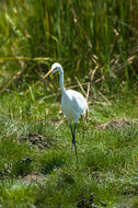 Image of Great Egret