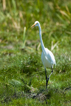 Image of Great Egret