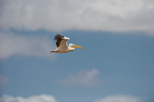 Image of Great White Pelican