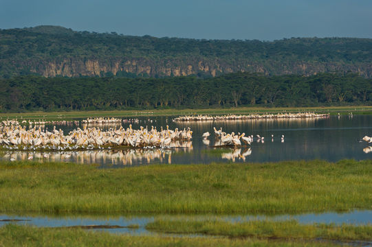 Image of Great White Pelican