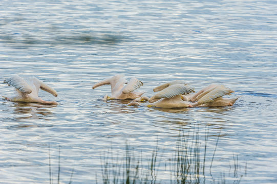 Image of Great White Pelican