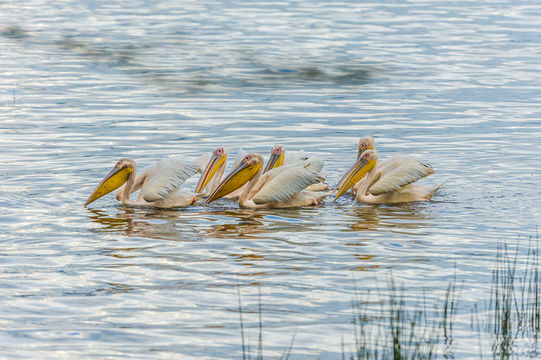 Image of Great White Pelican