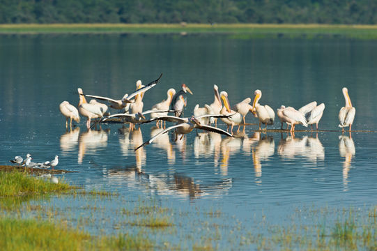 Image of Great White Pelican