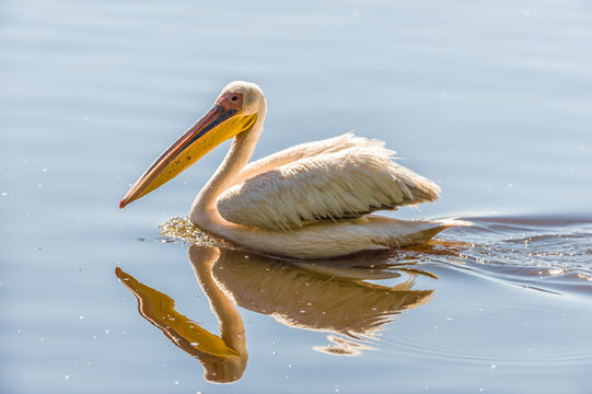 Image of Great White Pelican