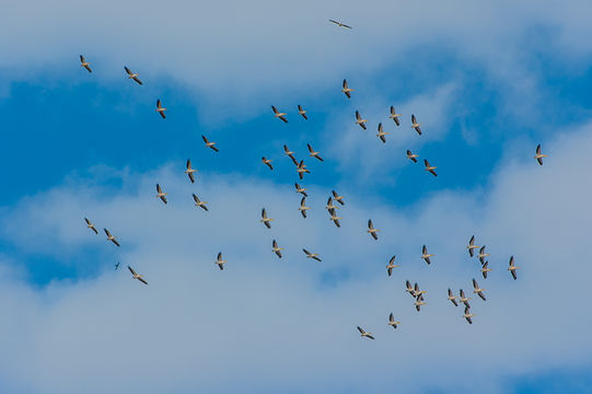 Image of Great White Pelican