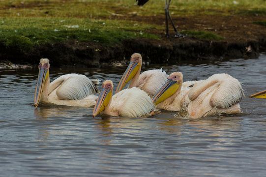 Image of Great White Pelican