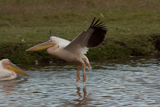 Image of Great White Pelican